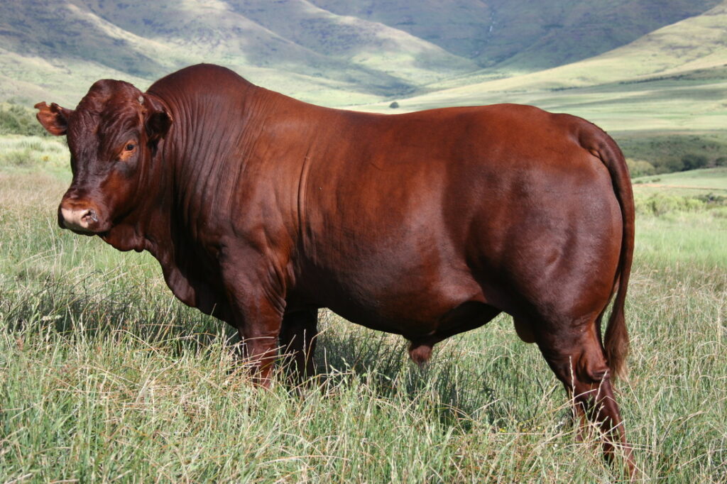 The Bonsmara Cattle breed is a prominent breed for cattle farming.