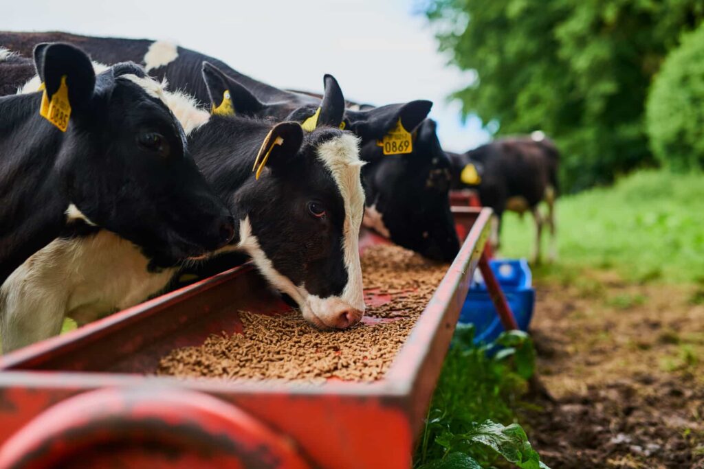 Cattle farming in South Africa- Simeliza Group (2)
